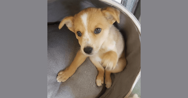 Chamonix, an Australian Cattle Dog and Australian Kelpie mix tested with EmbarkVet.com