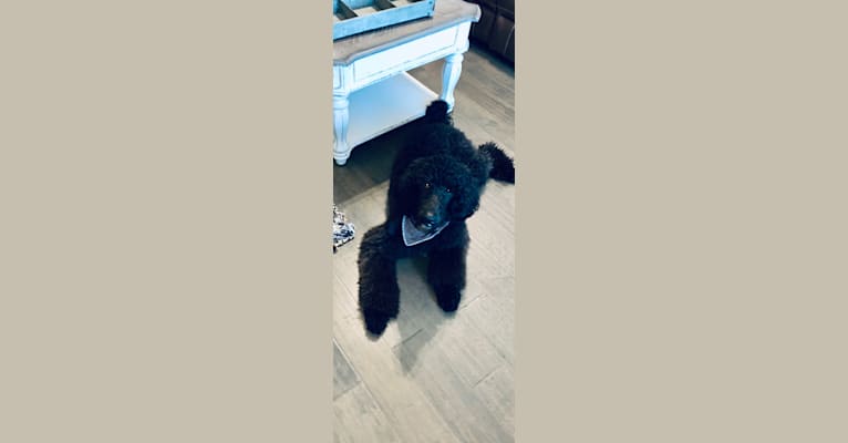 Sully, a Poodle (Standard) tested with EmbarkVet.com