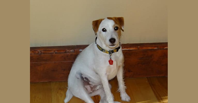 Buddy, a Russell-type Terrier tested with EmbarkVet.com