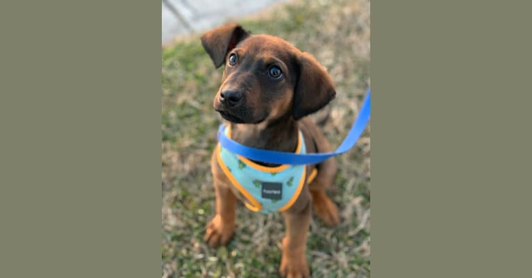 Photo of Moose, a Black and Tan Coonhound, Australian Cattle Dog, Labrador Retriever, and Mountain Cur mix in Fort Washington, Maryland, USA