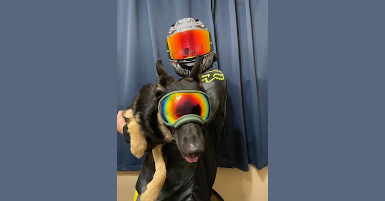 Pyro, a German Shepherd Dog (6.9% unresolved) tested with EmbarkVet.com