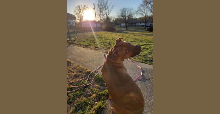 Photo of Ruckus, an American Pit Bull Terrier, Labrador Retriever, and American Staffordshire Terrier mix in Elizabethtown, Kentucky, USA