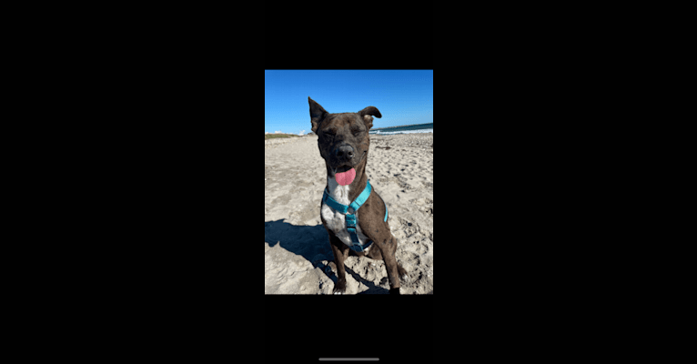Atticus, an Australian Cattle Dog and American Pit Bull Terrier mix tested with EmbarkVet.com