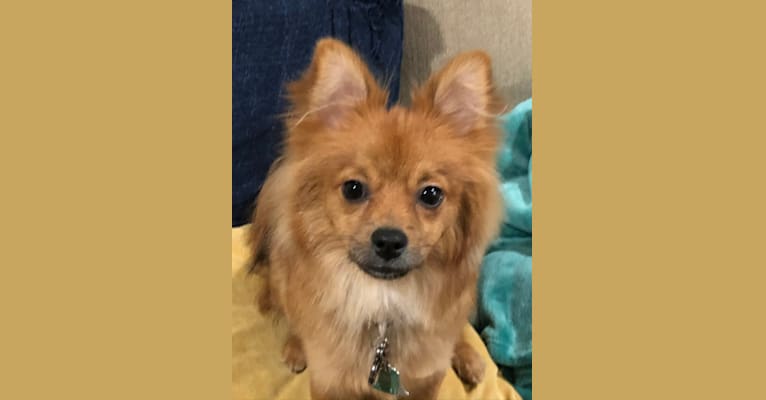 Biggie Smalls, a Pomeranian and Chihuahua mix tested with EmbarkVet.com