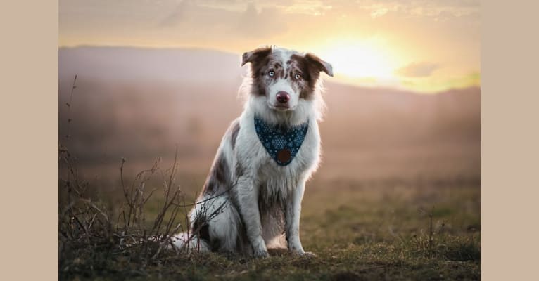 Spurs N Ashes, a Border Collie tested with EmbarkVet.com