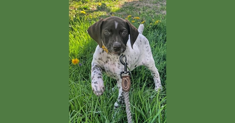 Photo of Jack, a German Shorthaired Pointer  in Tompkinsville, KY, USA
