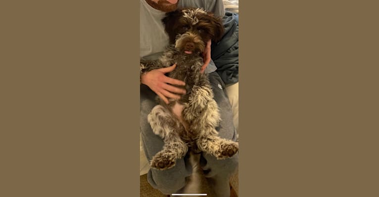 Photo of Ruby, a Portuguese Water Dog  in Nashville, TN, USA