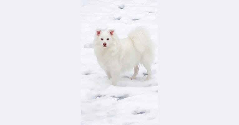 Luna, an American Eskimo Dog tested with EmbarkVet.com