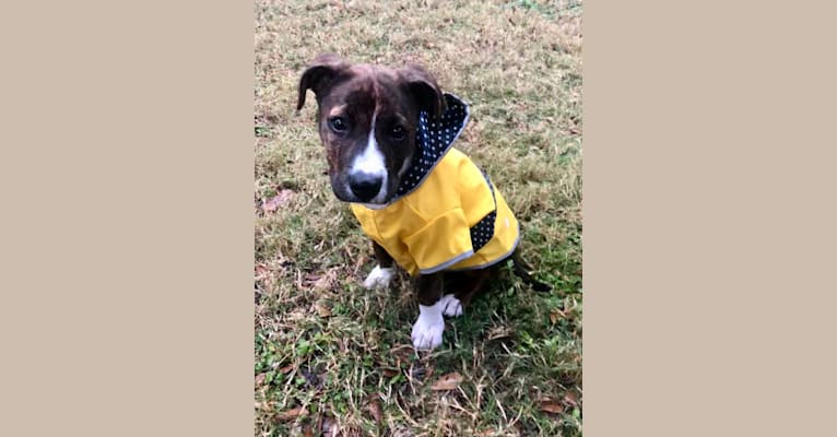 Photo of Sadie, an American Pit Bull Terrier, Boxer, and American Staffordshire Terrier mix in Houston, Texas, USA