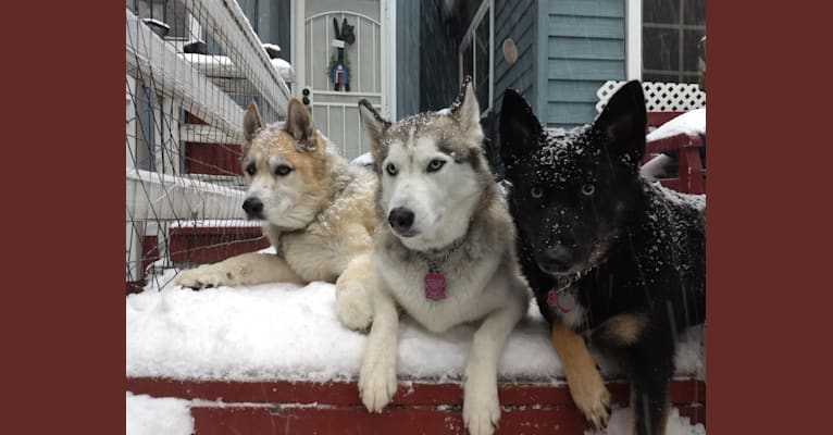 Jules, a Siberian Husky and German Shepherd Dog mix tested with EmbarkVet.com