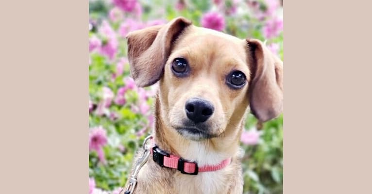 Penny, a Rat Terrier and Cocker Spaniel mix tested with EmbarkVet.com