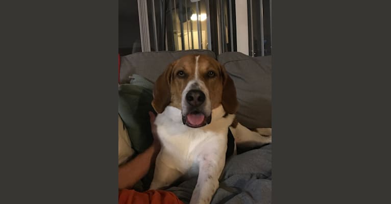 Trooper, an American Foxhound tested with EmbarkVet.com