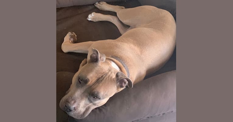 Maverick, an American Pit Bull Terrier and American Staffordshire Terrier mix tested with EmbarkVet.com