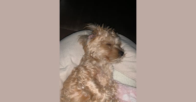 Photo of Gonta, a Yorkshire Terrier, Cocker Spaniel, Maltese, Poodle (Small), and Mixed mix in Los Angeles, California, USA