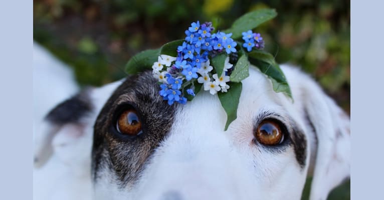 Photo of Roma, an European Village Dog  in Romania
