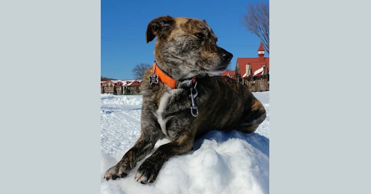Roadie, a Labrador Retriever and Rottweiler mix tested with EmbarkVet.com