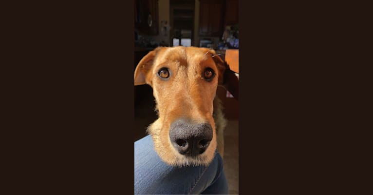 Embark Dog DNA Test Breed