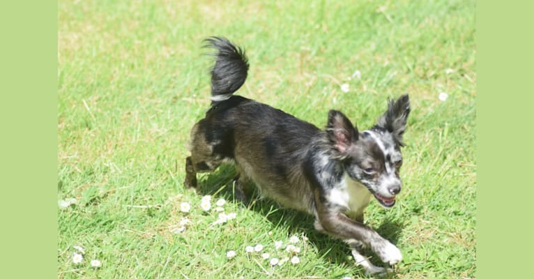 Saleena, a Chihuahua tested with EmbarkVet.com
