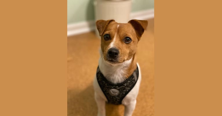 Reese, a Russell-type Terrier and Yorkshire Terrier mix tested with EmbarkVet.com