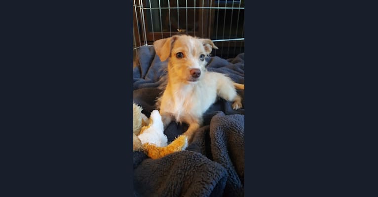 Kenzie, a Chihuahua and Rat Terrier mix tested with EmbarkVet.com