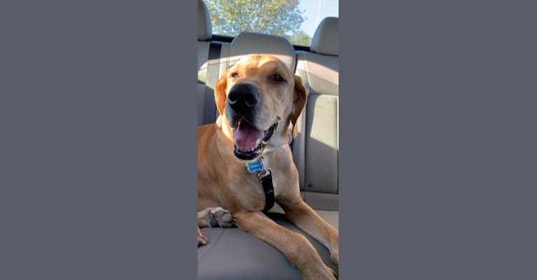 Murphy, a Golden Retriever and Bloodhound mix tested with EmbarkVet.com