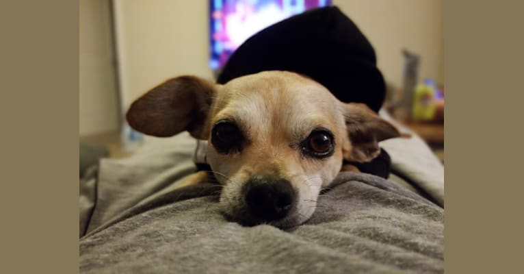 Kona, a Chihuahua and Pekingese mix tested with EmbarkVet.com