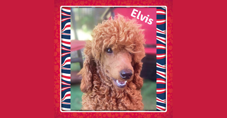 Elvis, a Poodle tested with EmbarkVet.com