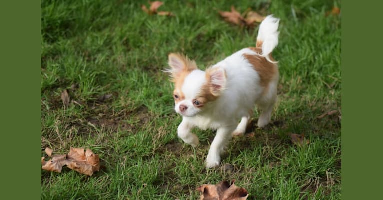 Photo of Grimm, a Chihuahua 