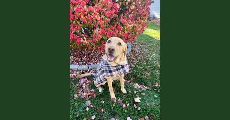 Ziggy, a Labrador Retriever tested with EmbarkVet.com