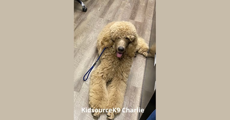 Photo of Charlie, a Poodle (Standard)  in Mena, AR, USA