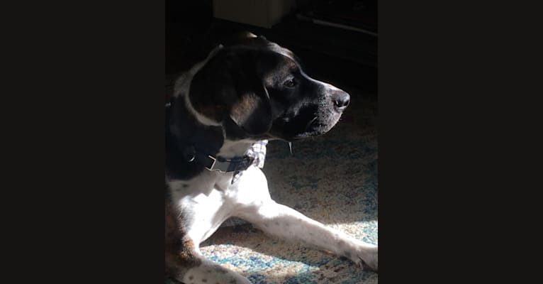 Smudge, a Golden Retriever and Boston Terrier mix tested with EmbarkVet.com
