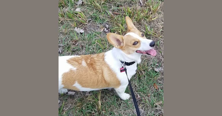 Corgi feist hot sale mix
