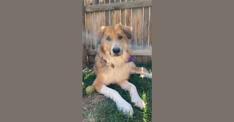 Lazlo, a Great Pyrenees and Australian Shepherd mix tested with EmbarkVet.com