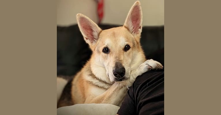 Dakota Hamilton Zanis, a German Shepherd Dog tested with EmbarkVet.com