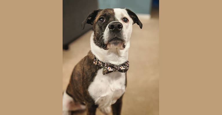 Stella, a Border Collie and American Bulldog mix tested with EmbarkVet.com