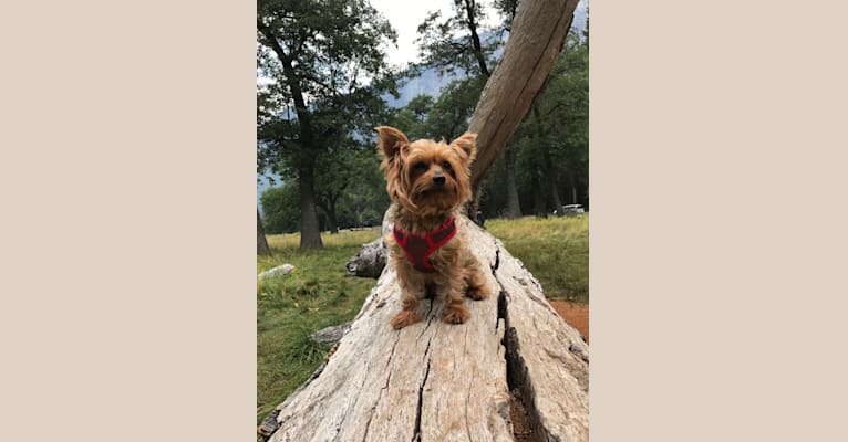 Photo of Ross, a Yorkshire Terrier  in Louisville, Colorado, USA