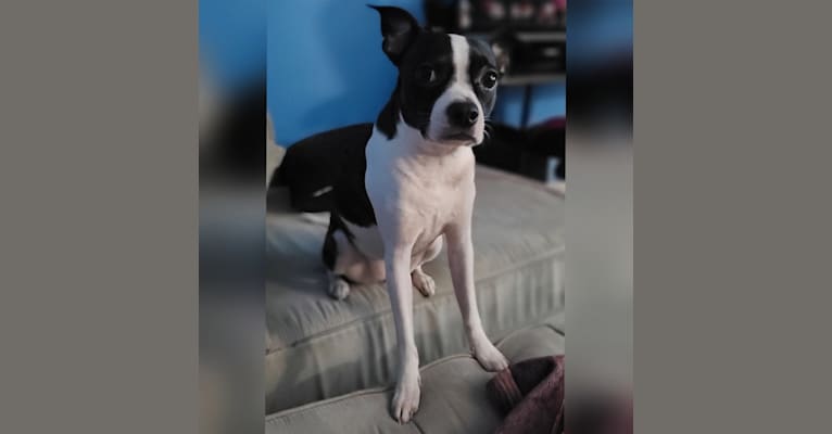 Waffles, a Boston Terrier tested with EmbarkVet.com