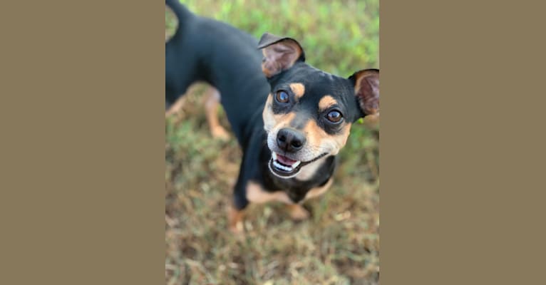 Dipper, a Rat Terrier and Chihuahua mix tested with EmbarkVet.com