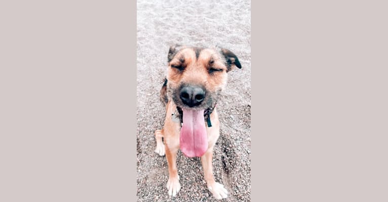 Teddy, an American Pit Bull Terrier and Labrador Retriever mix tested with EmbarkVet.com