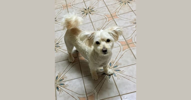Photo of Penny, a Pomeranian, Poodle (Small), Bichon Frise, Chihuahua, and Mixed mix
