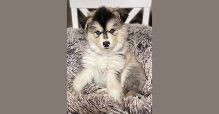 Brady, a Pomsky tested with EmbarkVet.com