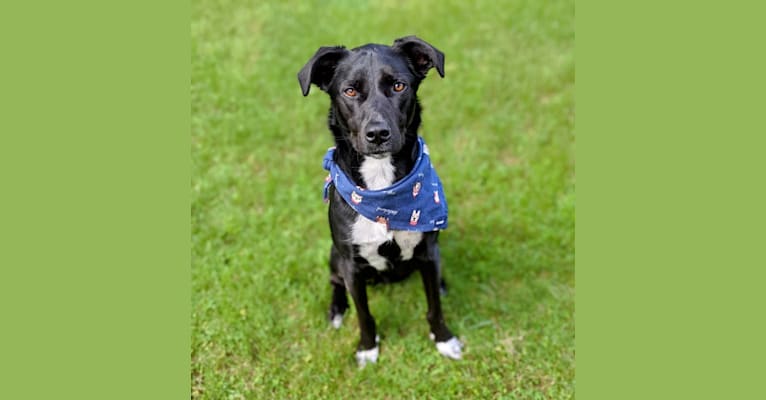 Photo of Kopa, an Australian Shepherd, American Pit Bull Terrier, Border Collie, and Mixed mix in Tennessee, USA