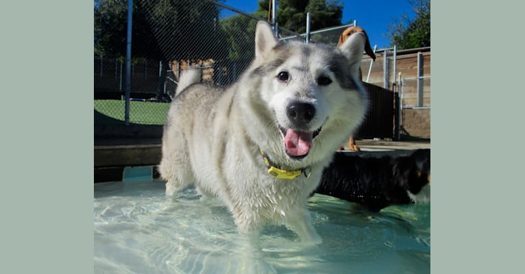 Logan, a Siberian Husky and German Shepherd Dog mix tested with EmbarkVet.com