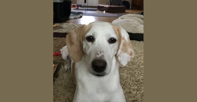 Penelope, a Foxhound (10.6% unresolved) tested with EmbarkVet.com