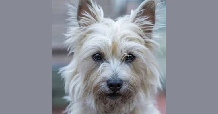 Photo of Cindel, a Cairn Terrier  in New York, USA