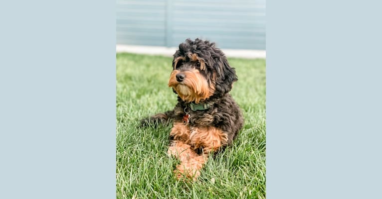 Blanche, a Poodle (Small) and Bernese Mountain Dog mix tested with EmbarkVet.com