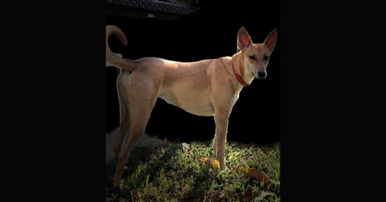 Banbury Cross Mochi, a Carolina Dog tested with EmbarkVet.com
