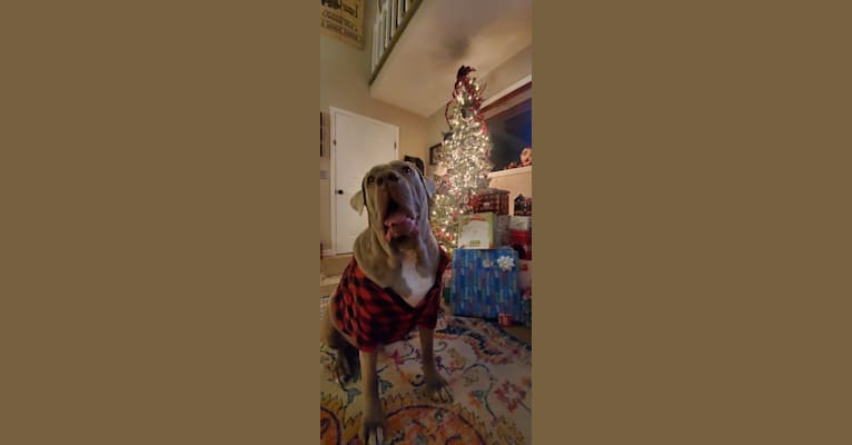 Photo of Garm, a Neapolitan Mastiff and Cane Corso mix in Texas, USA