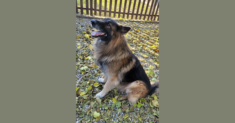Elvis, a German Shepherd Dog tested with EmbarkVet.com