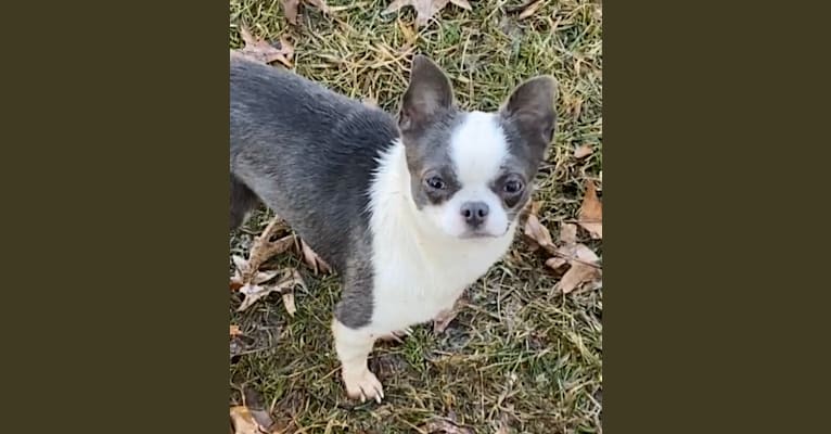 Photo of Dobby, a Chihuahua  in Newport News, VA, USA